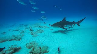 Tauchen mit Bullenhaien in Playa del Carmen Mexiko