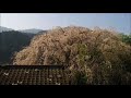 2018 3 28 内子さんぽ・悦重 しだれ 桜　～喜多郡内子町小田～