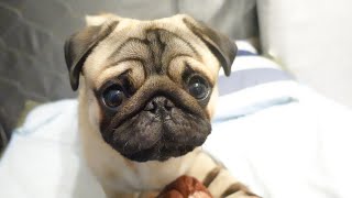 【パグはブサカワなの？】100％かわいい顔で見つめてくるパグ【パグpugのパンチくん】