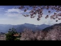 櫻花 1080p さくら 森山直太郎 三芝 天元宮 中巴陵 上巴陵 三龜戲水 武陵農場 蓮臺山妙音淨苑 北投 縮時