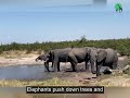 why peace parks move elephant