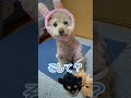 あ・り・が・と💕　 ワンコどうでしょうチャンネル 犬のいる生活 トイプードル ハニー