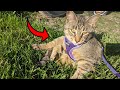 Is This Cat Harness Escape Proof?