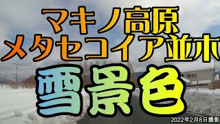 マキノ高原のメタセコイア並木　滋賀県　2022年2月8日撮影