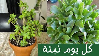 كل يوم نبتة الحلقة  44 كراسولا أوفاتا One plant a day Crassula Ovata