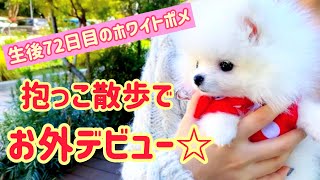 犬の社会化期！生後72日目のホワイトポメラニアンと抱っこ散歩