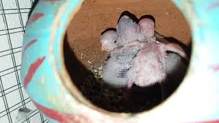 What Are BABY Budgies Like?   #budgies #parrotbaby