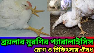 শীতকালে ব্রয়লার মুরগির প্যারালাইসিস রোগের চিকিৎসা এবং ঔষধ। হঠাৎ হাটতে না পাড়ার কারণ।Poultry medicine