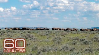 Rebuilding an ecosystem in America’s grasslands | 60 Minutes