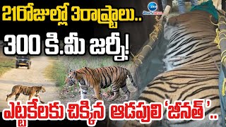 Odisha tigress Zeenat Captured in Bengal after 21 days | 21రోజుల్లో 3రాష్ట్రాలు.. 300 కి.మీ జర్నీ!