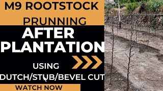 1st Prunning After M9 Rootstock Plantation||Plantation के बाद पहली Prunning||Using Stub/Duch /Bevel?