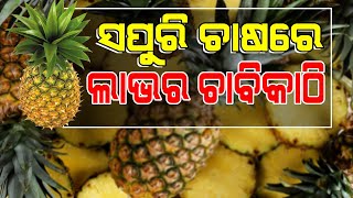 କେମିତି କରିବେ ଉନ୍ନତ ପଦ୍ଧତିରେ ସପୁରି ଚାଷ | Tips for Better Yield in Pineapple