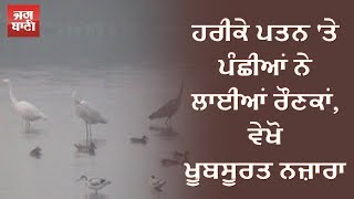 ਹਰੀਕੇ ਪਤਨ 'ਤੇ ਪੰਛੀਆਂ ਨੇ ਲਾਈਆਂ ਰੌਣਕਾਂ, ਵੇਖੋ ਖੂਬਸੂਰਤ ਨਜ਼ਾਰਾ