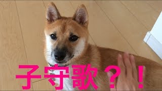 豆柴おーじろう☆子守歌に暴れる mameshiba(shiba inu) OHJIRO Lullaby