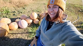 Huge Pumpkin Haul (The saddest day) || VLOG