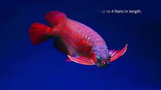 Why Arowana is so expensive | why arowana is a lucky fish | Types of arowana