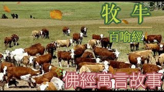 佛經寓言故事#牧牛#百喻經#智慧#佛經寓言的智慧#佛經#寓言#