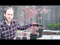 growing japanese maple trees from seed u0026 rooting cuttings acer palmatum