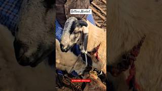 Retteri Saturday Market | Semri Goat |#2024 #sheep #goat #chennai #india #shorts #reels