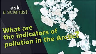 What are the indicators of pollution in the Arctic? | Ask a Scientist