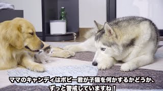 ハスキー犬から必死で子猫を守ろうとしているゴールデンレトリバー