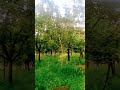 kashmir apple garden status best scerny ever in the world like paradise