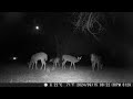 Beautiful deer together in the night. Out for some food trail camera 20240930