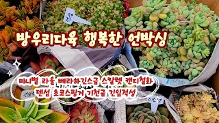 방우리다육표 행복한 언박싱해요~☆미니벨 라울 베라하긴스금 캔디철화 덴섬 초코스핑거 기천금#방우리다육