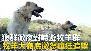 野狼群徹夜對峙遊牧羊群，眾多牧羊犬壓抑了一夜，徹底激怒後瘋狂追擊#動物世界 #狼群#羊群#牧羊犬#animalworld #wolfpack#sheepflock#sheepdog