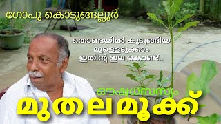 Muthala mookku / Gopu Kodungallur / മുതലമൂക്ക് / തൊണ്ടയിൽ തറച്ച മുള്ളുപോലും എടുക്കാൻ കഴിയുന്ന സസ്യം