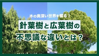 木材の魅力を解き明かす！「針葉樹」と「広葉樹」の比較解説