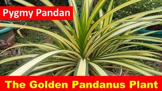 The Golden Pandanus Plant