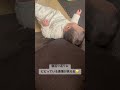 【生後6ヶ月】寝返りかえりにビビる赤ちゃん。 赤ちゃんおもしろ動画 赤ちゃん 赤ちゃん寝返りがえり 寝返り返り 寝返り 面白い おもしろ動画 笑える かわいい かわいい赤ちゃん