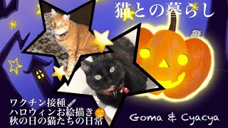 【猫との暮らし】ワクチン接種💉秋の猫たち🎃ハロウィンの季節#サビ猫#茶トラ猫#ハロウィンイラスト