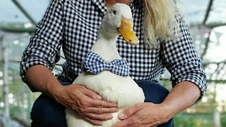 Meet Gregory, our white Pekin duck