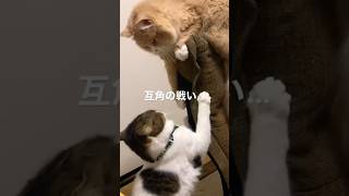 仁義なき戦い〜にゃんこ編〜　#ねこ #ねこ動画 #仁義なき戦い