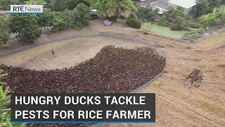 Thai farmers get their ducks in a row to tackle pests