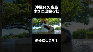 沖縄の久高島でネコに出会った　Okinawa cat