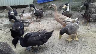 Amazing Modern Duck Farming - Free-ranging Hundreds of DUCK BREEDERS! Basic guide for P369
