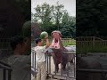 This is how Hippo eat watermelon in zoo #shorts #tiktok #watermelon