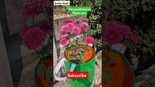 Chrysanthemum Plant care #chrysanthemumflower #chrysanthemum #viralshort #shortsfeed #shorts #short