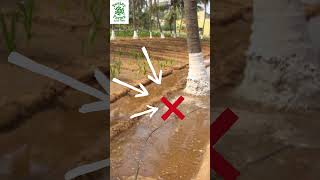 The Problem with Flood Irrigation  #deejaysampoorna #coconut #farming