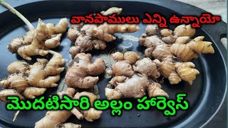 అనుకోని హార్వెస్ట్ అల్లం హార్వెస్ట్ First time Ginger Harvest @thoughtsofhomemakerbyanitha15