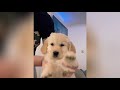 微笑天使金毛毛的样子smiling angel golden retriever