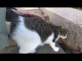 にゃーん！と鳴いて藪から出てきてスリスリゴロンな白タイツ履いてるっぽいサバ白ねこ　 diary of visiting cats in japan