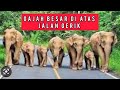 Gajah Besar Di GeRik