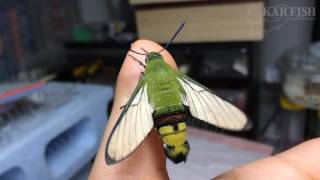 オオスカシバのおちっこ＆初飛び　Pellucid hawk moth