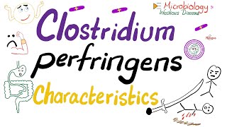 Clostridium perfringens Characteristics | Microbiology 🧫