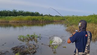 MANCING 2 HARI 1 MALAM ||AIR BARU SURUT MEMBUAT IKAN SNAKEHEAD SANGAT GANAS MENYAMBAR UMPAN CASTING