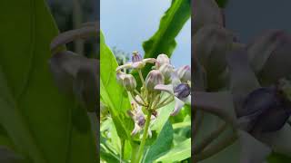 Erukku plant uses , calotropis.എരുക്കിന്റെ പ്രത്യേകതകൾ ,features of calotropis